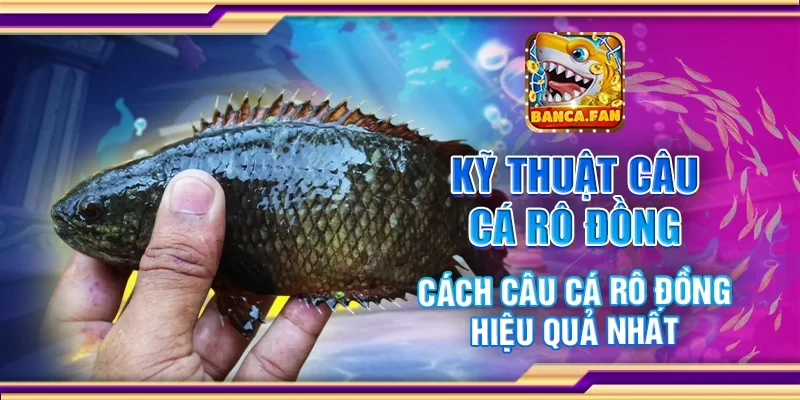Kỹ Thuật Câu Cá Rô Đồng – Cách Câu Cá Rô Đồng Hiệu Quả Nhất