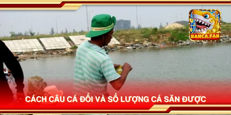 Cách câu cá đối và số lượng cá săn được
