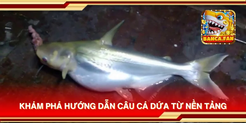 Khám phá hướng dẫn câu cá dứa từ nền tảng