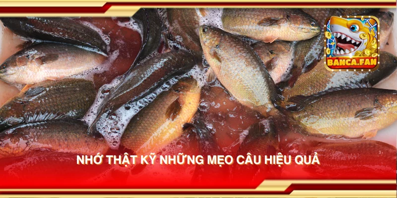 Nhớ thật kỹ những mẹo câu hiệu quả