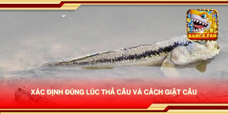 Xác định đúng lúc thả câu và cách giật câu