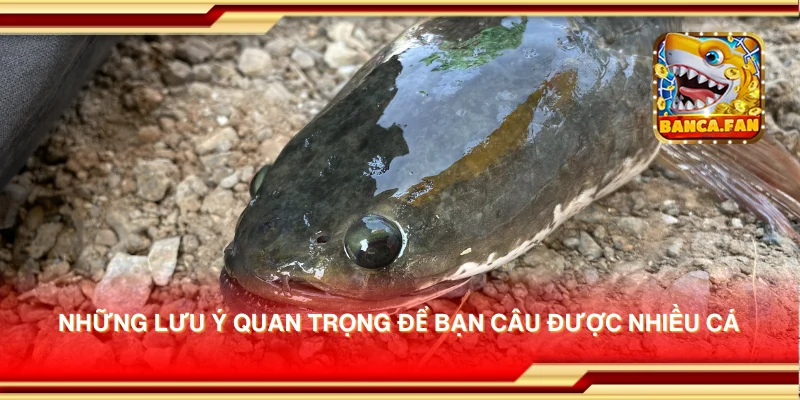 Những lưu ý quan trọng để bạn câu được nhiều cá