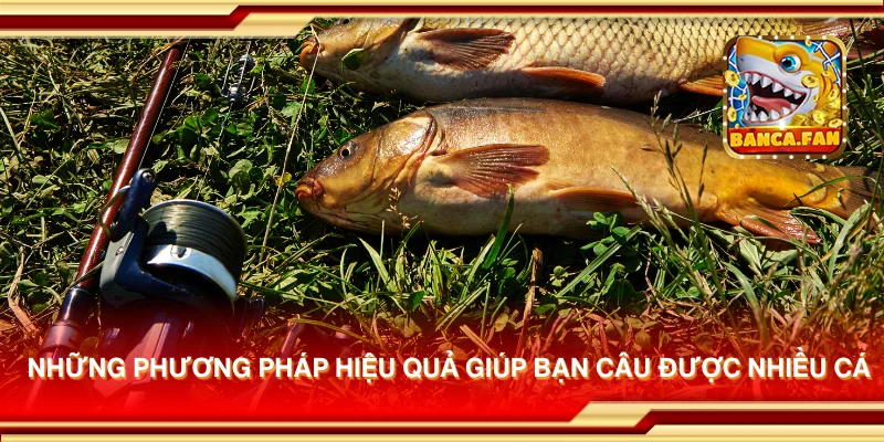 Những phương pháp hiệu quả giúp bạn câu được nhiều cá